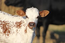 2020 Cowgirl heifer