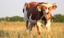 2018 Seb C Point Bull