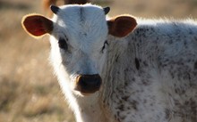 2020 Georgia Rider Bull