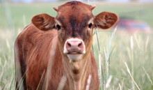 2019 Ruby Bull