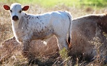 2018 Kissin Beauty Bull