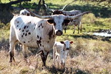 2018 Hubba Hubba Heifer