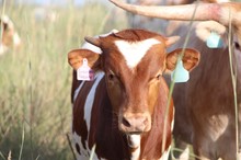 2021 Grounded Theory Bull