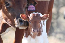 2018 Mustafia's Sweetie Heifer