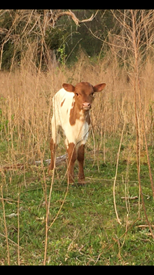 2020 Bold Mave Heifer