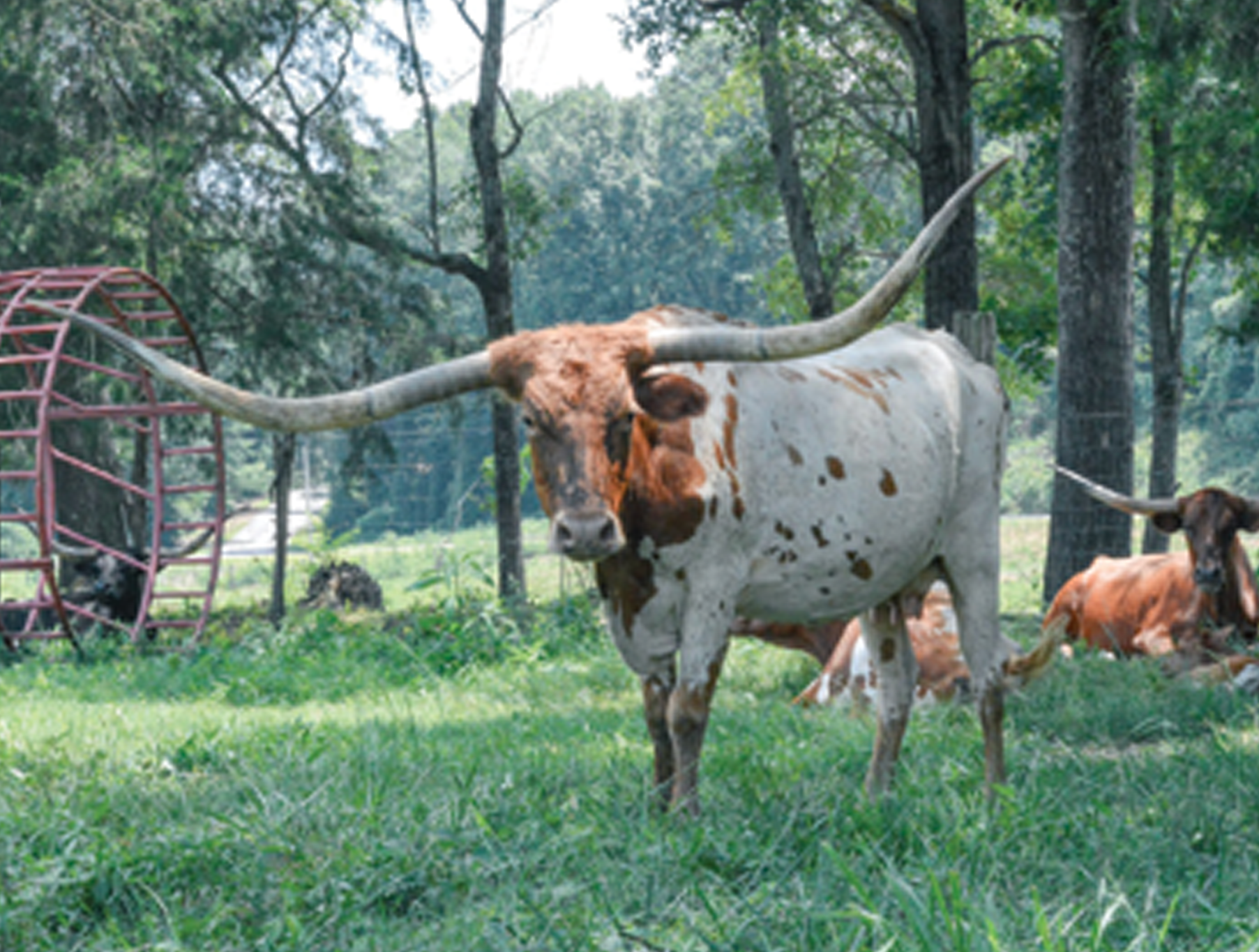 Cows